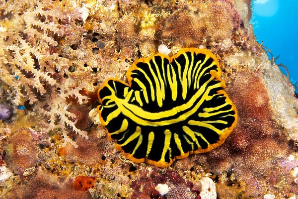 Hawaii, Top View Of Leopard Flatworm, Close-Up (Pseudoceros Pardalis)