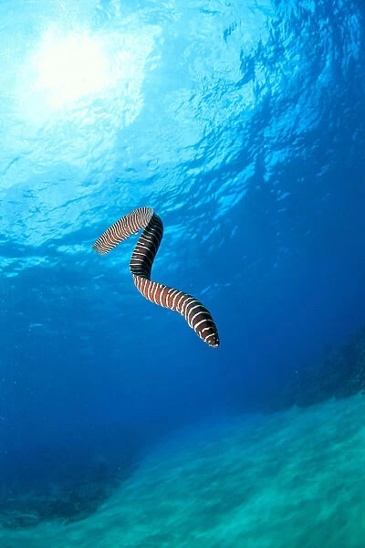 Hawaii, Zebra Moral Eel (Gymnomuraena Zebra) Swims Midwater With Sunburst