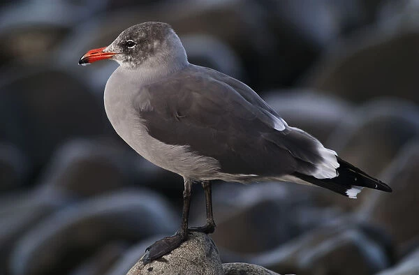 A Heermanns Gull (Larus Heermanni) Stands On A Rock; Seaside, Oregon, United States Of America