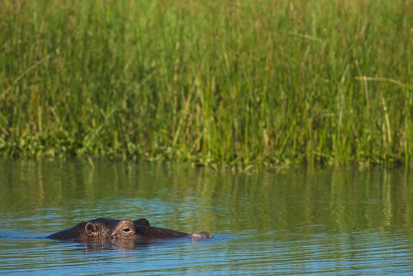 Hippo (Hippopotamus Amphibius) Peeking Out From The Shire River, Liwonde National Park; Malawi