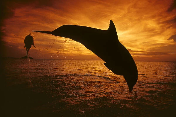 Honduras, Roatan, A Pair Of Atlantic Bottlenose Dolphin (Tursiops Truncatus) Leap Into A Caribbean Sunset