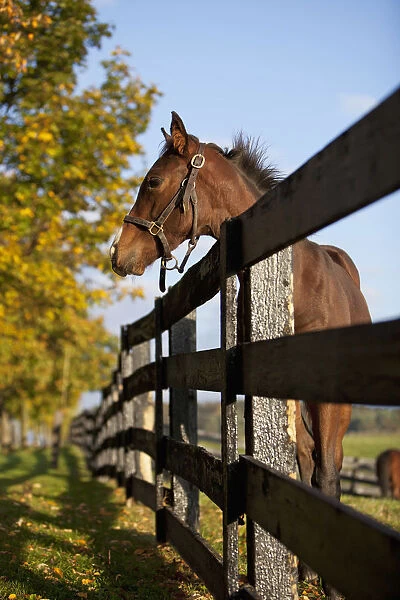 Horse By Farm Fence In Autumn; Caledon Ontario Canada
