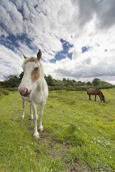 Horses Grazing In A Field; Northumberland, England