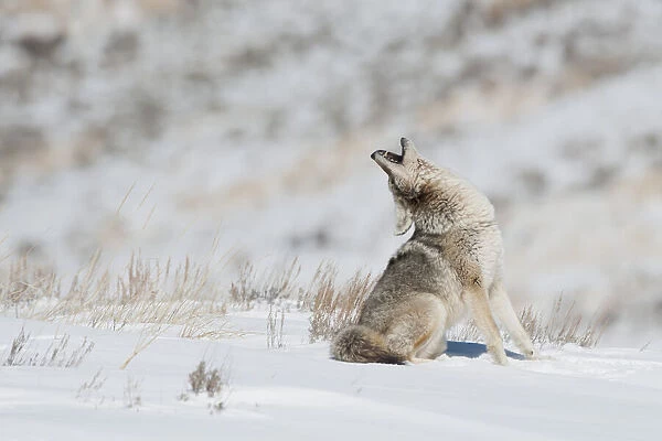 Howling Coyote sitting in the snow, YNP, Wyoming, USA