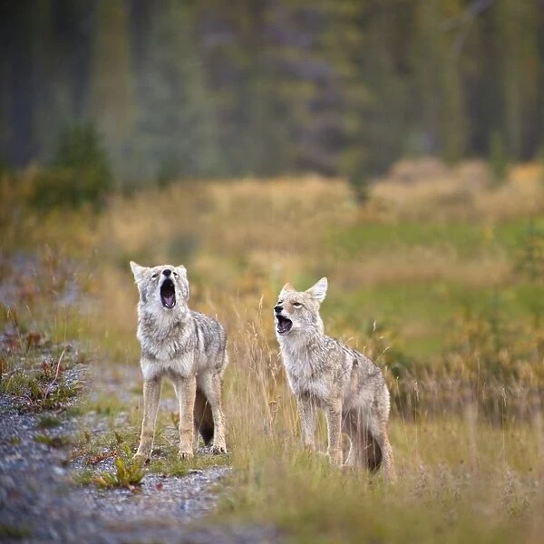 Howling Coyotes (Canis Latrans); Canmore, Alberta, Canada