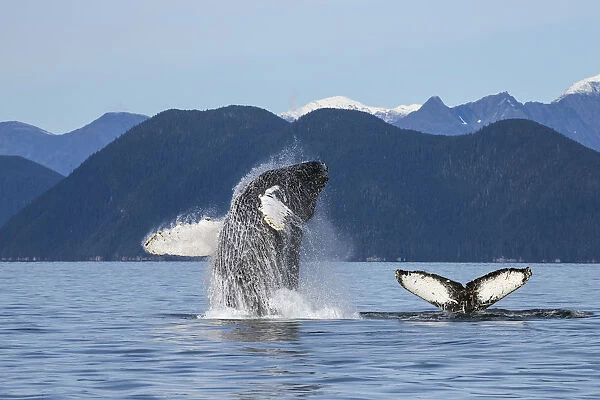 A Humpback Whale Breaches As It Leaps From The Calm Waters Of Stephens Passage Near Tracy Arm In Alaskas Inside Passage. Admiralty Islands Forested Shoreline Beyond, Tongass Forest. Composite