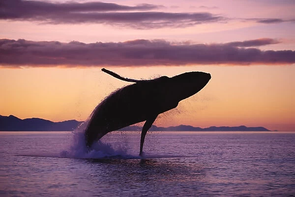 Humpback Whale Breaching @ Sunset Composite Se Ak