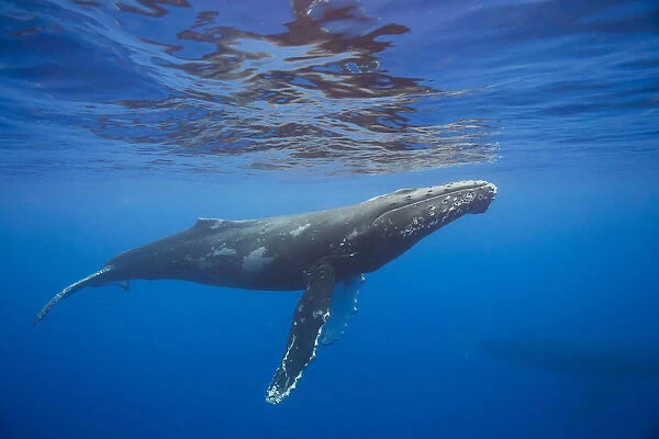 Humpback Whale (Megaptera Novaeangliae) Underwater; Hawaii, United States Of America