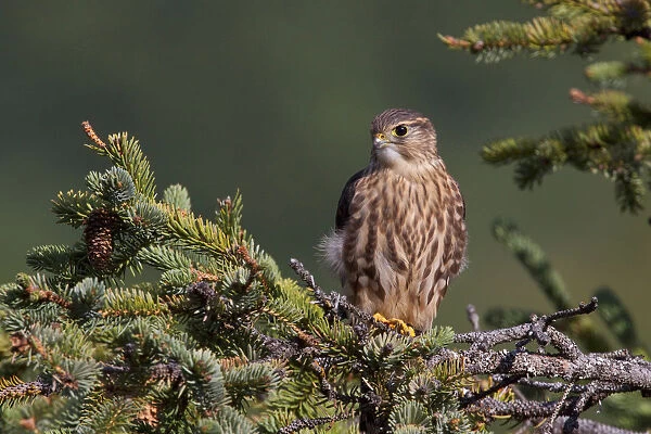 An Immature Pigeon Hawk (Merlin) Sits On A Tree Branch In The Turnagain Pass Area, Kenai Peninsula, Southcentral Alaska
