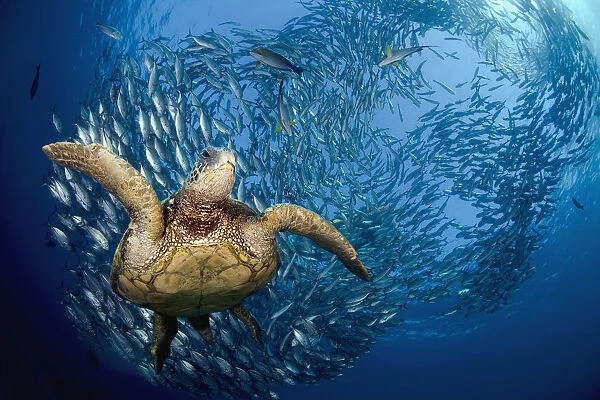 Indonesia, Bali A green sea turtle, (Chelonia mydas) glides below a school of Bigeye Jacks (Caranx sexfasciatus)
