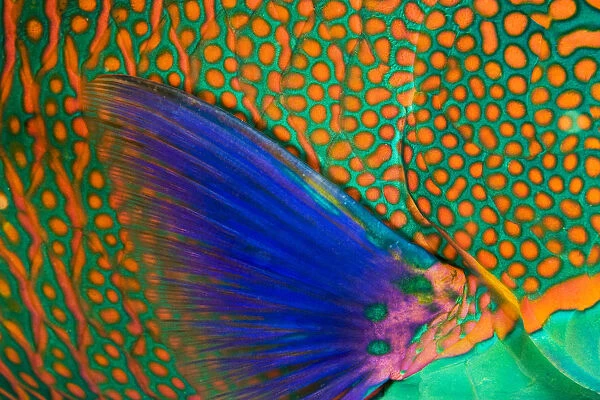 Indonesia, Close-Up Of Parrotfish Scales And Pectoral Fin; Komodo