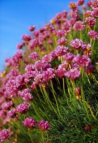 Ireland; Close-Up Of Seapink Wildflowers