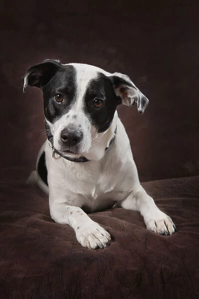 Jack Russell Terrier On A Brown Studio Background