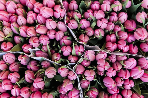 Large Bunches Of Tulips For Sale In The Flower Marketamsterdam, Holland