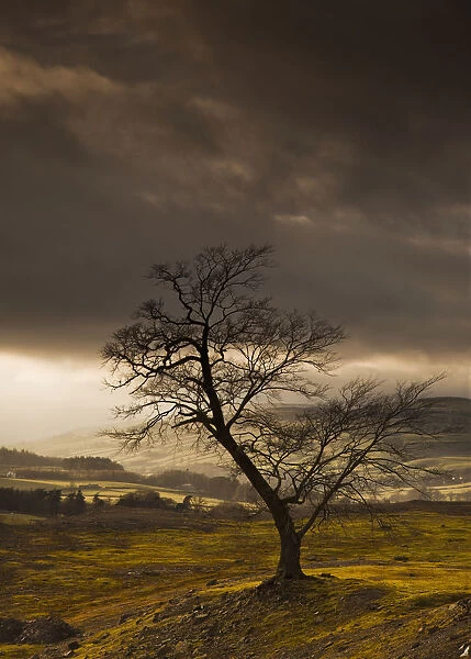 A Leafless Tree With Dark Clouds Overhead; Northumberland, England