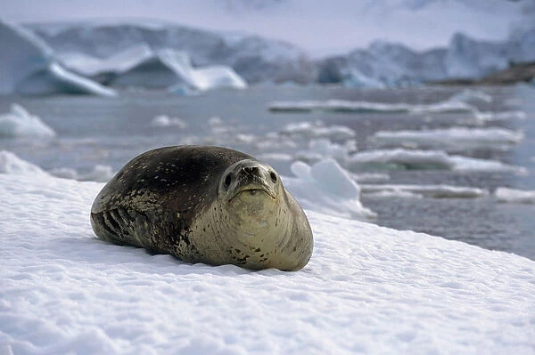 Leopard Seal Laying On Ice Pack Antarctica Summer