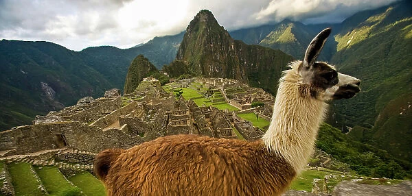 A llama and reconstructed stone buildings on Machu Picchu