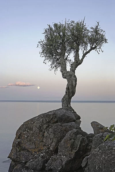 A Lone Tree On Lake Superior; Grand Portage, Minnesota, United States Of America