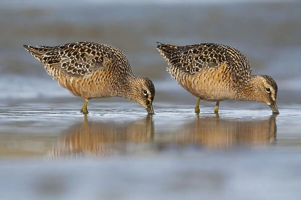 Long-Billed Dowitcher Feeding On The Mudflats Of The Copper River Delta, Southcentral Alaska, Spring