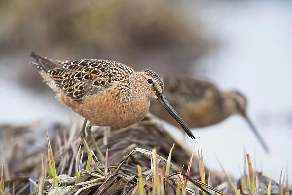 Long-Billed Dowitchers Feeding In Marsh On Copper River Delta, Southcentral Alaska, Spring