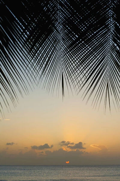 Looking Through Palm Trees To Sunset On The West Coast Of Barbados; Barbados