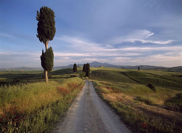 Looking Down Track Lined With Cypress Trees At Dusk To Old Farmhouse On Hill Near Pienza, Val orcia, Tuscany, Italy