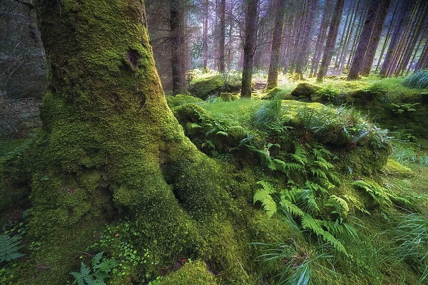 Lush growth in Gougane Barra National Forest Park, West Cork, Ireland