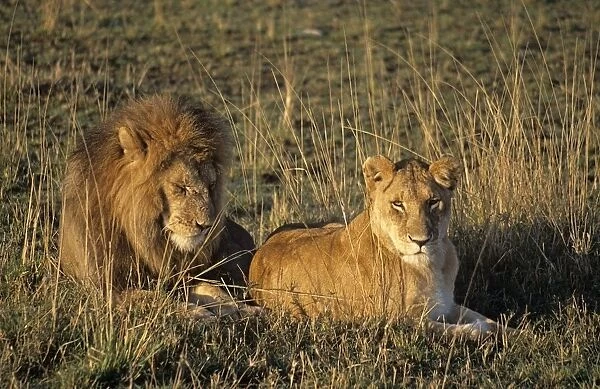 Male And Female Lion In Grass; Masai Mara Game Reserve, Kenya