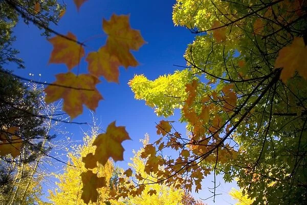 Maple Trees In Autumn