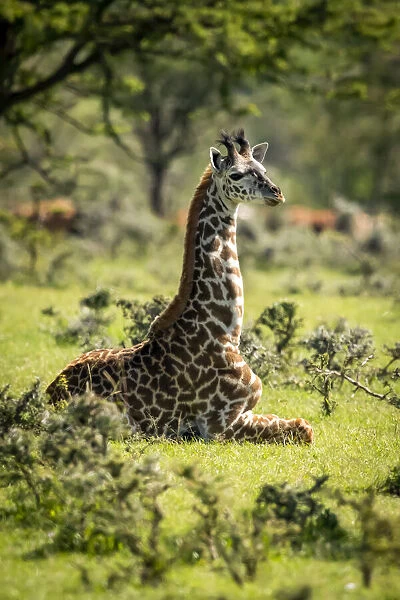 Masai giraffe kneeling in grass among bushes