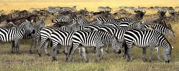 Masai Mara, Kenya; Herd Of Burchells Zebra And Wildebeest