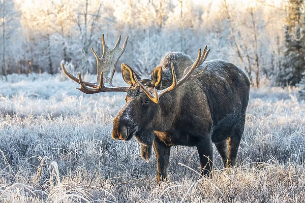 Mature bull moose standing in frosty field
