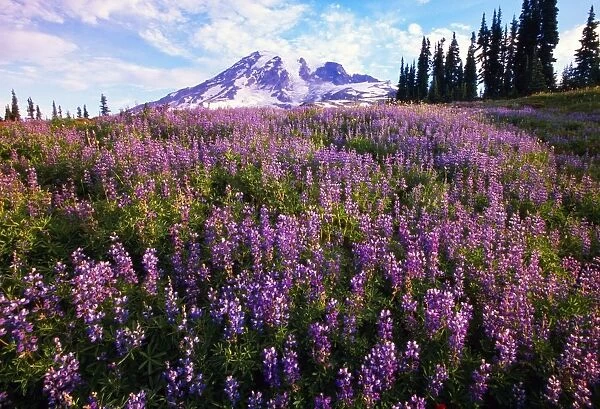 Meadow Of Purple Flowers Blooming, Paradise Park Valley, Mount Rainier National Park