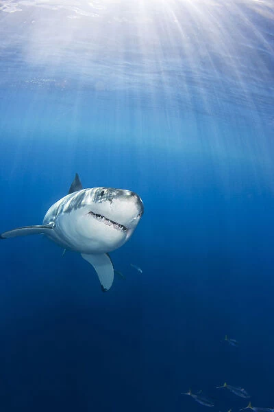 Mexico, Great White Shark (Carcharodon Carcharias); Guadalupe Island