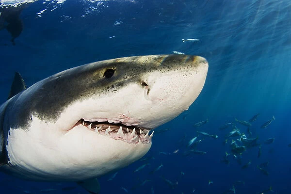 Mexico, Guadalupe Island, Great White Shark (Carcharodon Carcharias), Close-Up Of Head