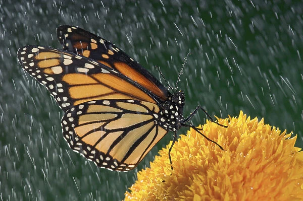 Monarch Butterfly (Danaus Plexippus) In Rain On Sunflower, Nova Scotia