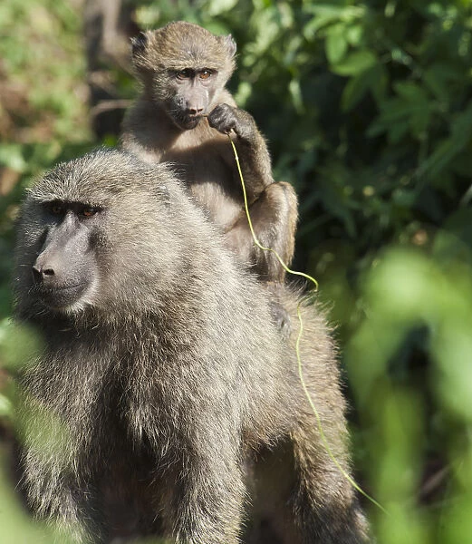 A monkey and its baby sitting on her back in the msai mara national reserve; Msai mara kenya