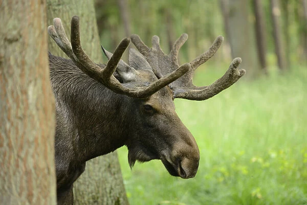 Moose (Alces alces) with Rack of Antlers Standing Between Trees, Bavaria, Germany