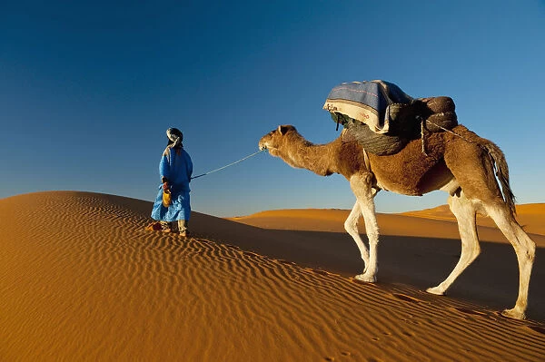 Morocco, Berber leading camel across sand dune near Merzouga in Sahara Desert; Erg Chebbi area