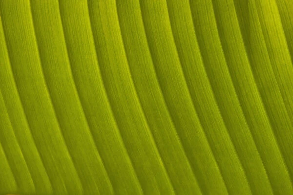 Morocco, Detail of leaf in the gardens of La Mamounia Hotel; Marrakech