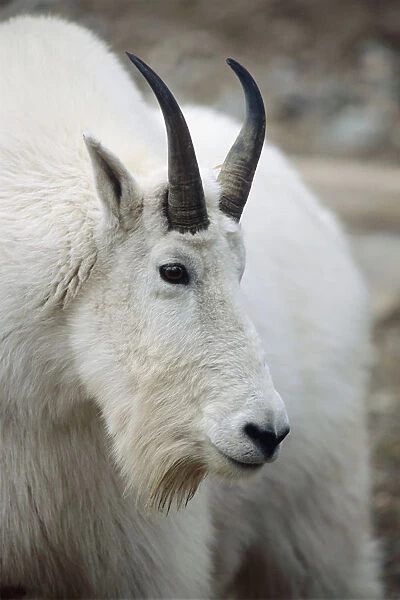 Mountain Goat In Alberta Canada During Fall