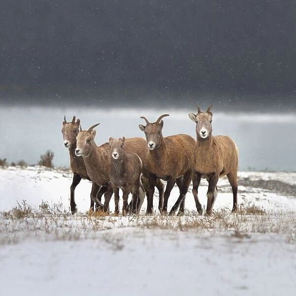 Mountain Sheep Family; Nordegg, Alberta, Canada