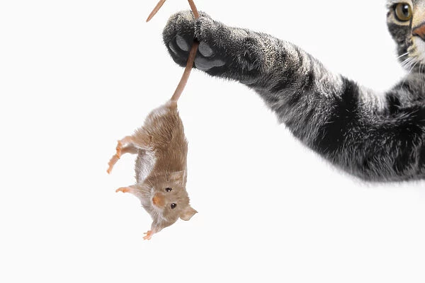 Mouse dangling from grey tabby cats paw; Vancouver british columbia canada