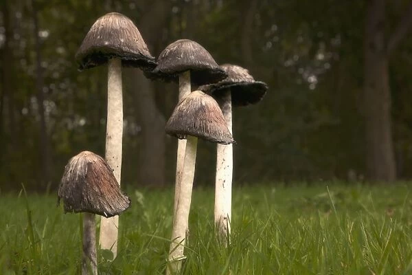 Mushrooms With Tall Stems Growing In The Grass; Northumberland, England