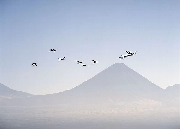 Near San Pedro de Atacama; Chile, Flamingos Flying Over The Andes