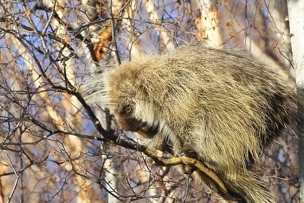 North American Porcupine In A Tree