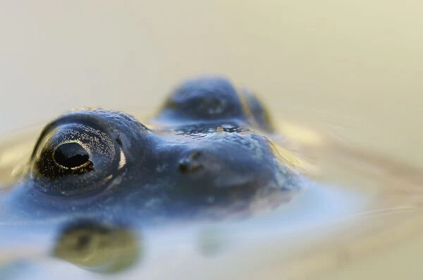 Northern Green Frog Peeking Out Of Water; Vaudreuil Quebec Canada