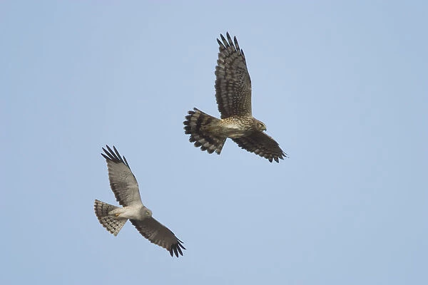 Northern Harrier Hawks In Flight Composite Digital Ak  /  Ndenali National Park