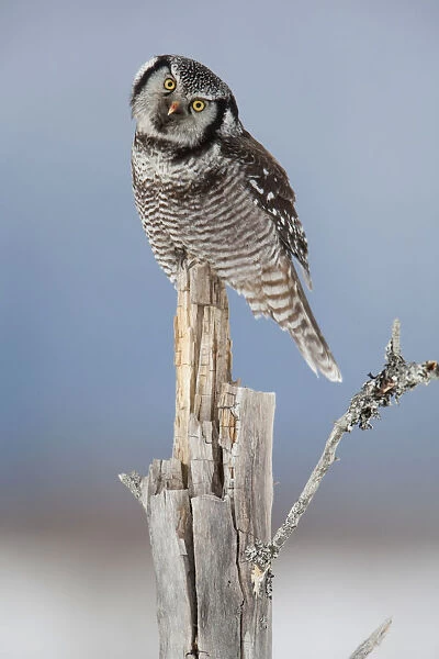 Northern Hawk Owl, With Head Tilted, Perched On Snag On Copper River Delta, Near Cordova, Southcentral Alaska, Winter