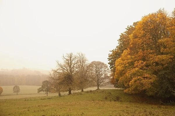 Northumberland, England; A Landscape In Autumn With Fog